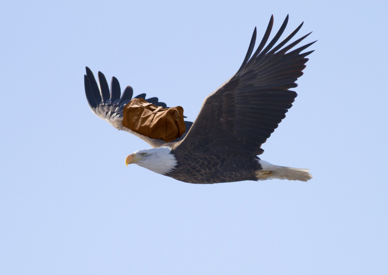 American Bald Eagle Relocates to Canada